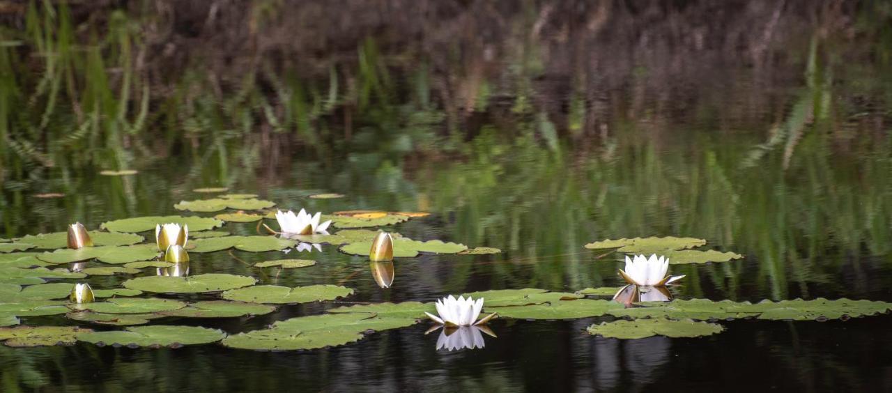 Glamping Fluffy Horns - Glempings Pukainie Ragi Hotel Plienciems Ngoại thất bức ảnh